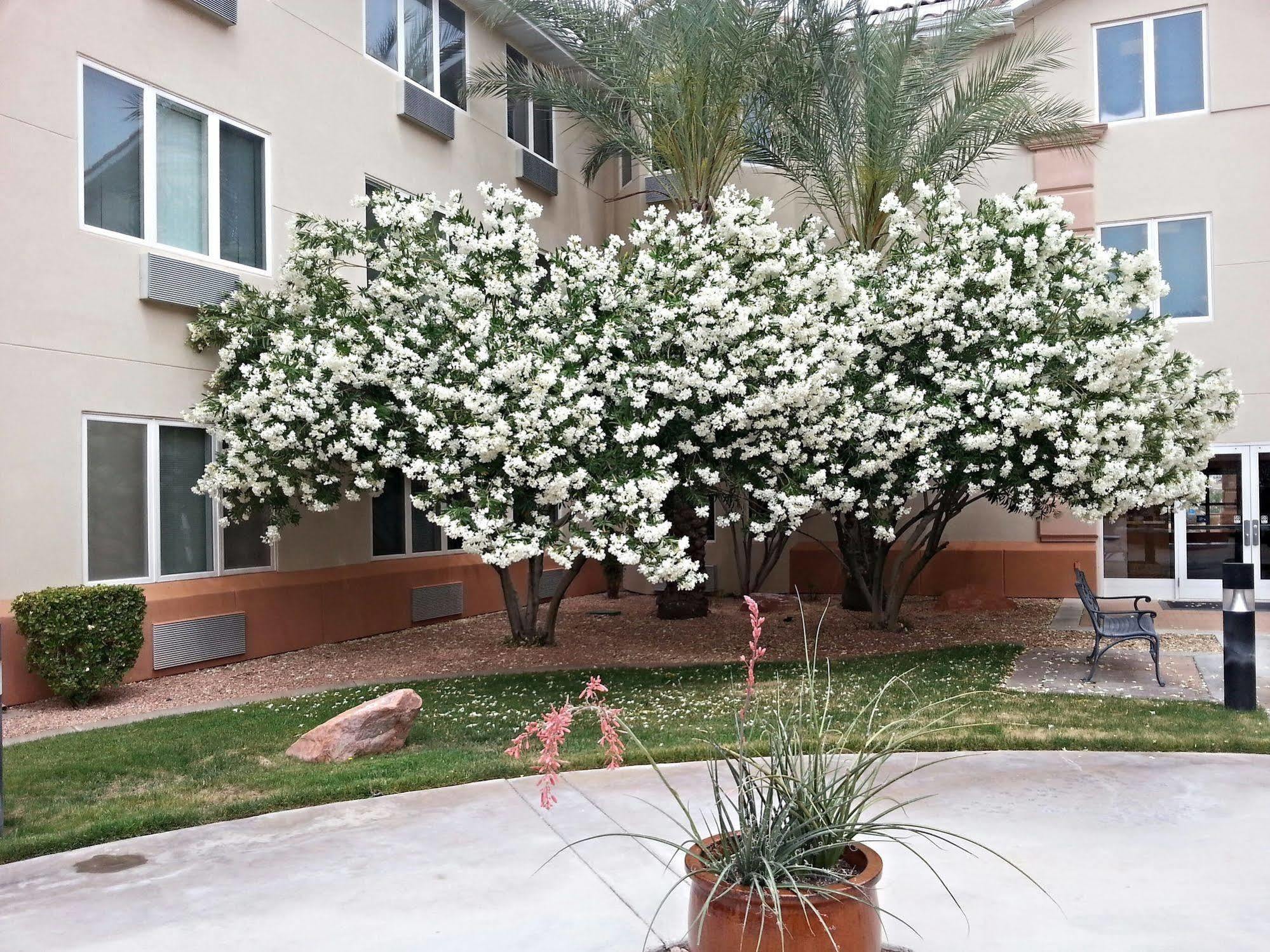 Mojave Edge Hotel Mesquite Bagian luar foto