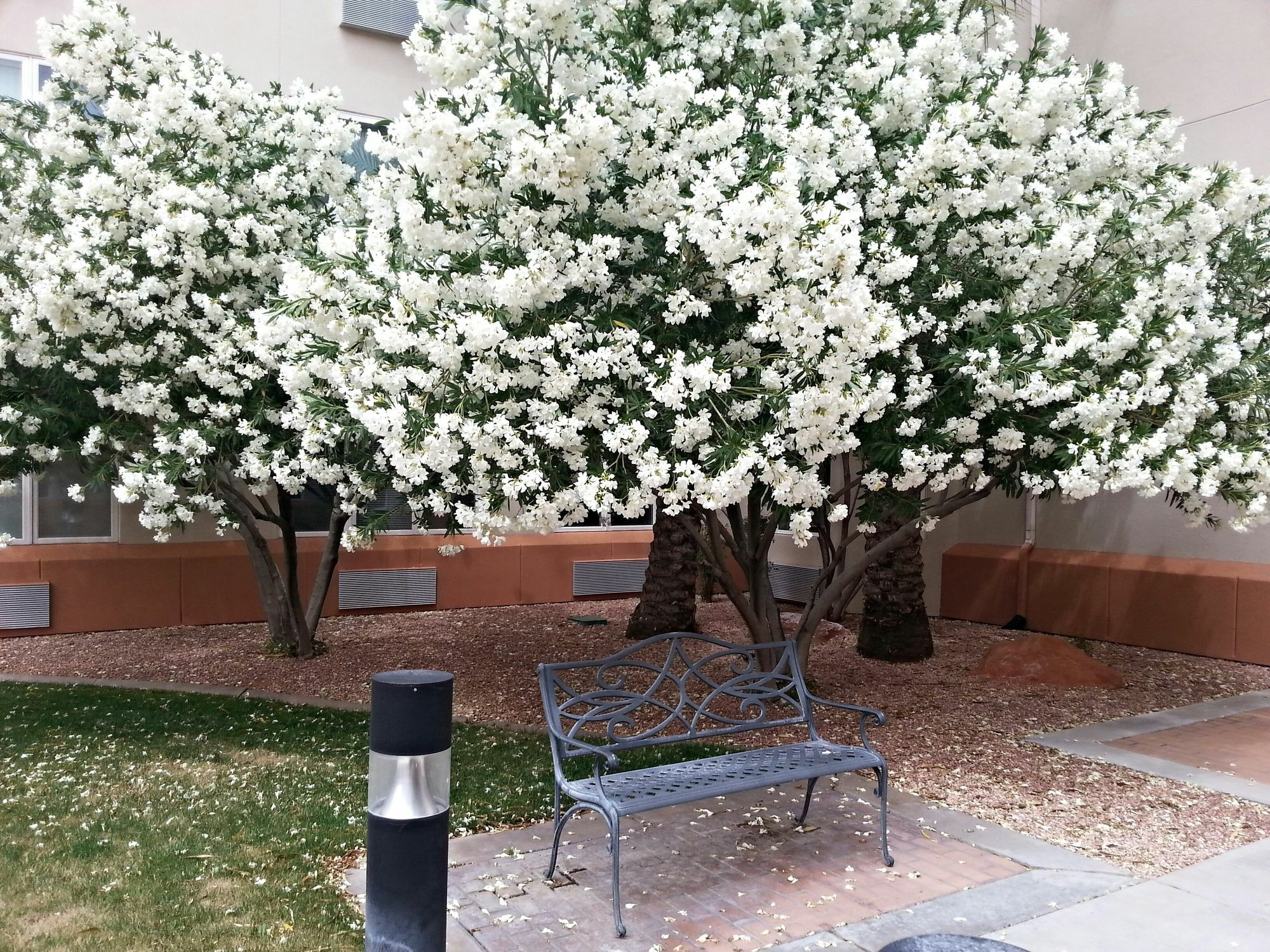 Mojave Edge Hotel Mesquite Bagian luar foto